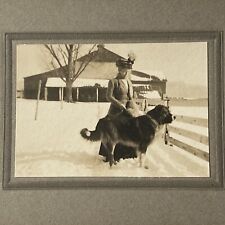Antique Cabinet Card Photograph Lovely Woman Outdoors With Big St Bernard Dog picture
