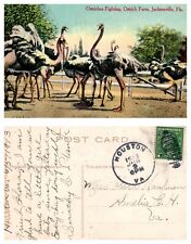 Ostriches Fighting, Ostrich Farm, Jacksonville, Florida Vintage PC Posted 1913 picture
