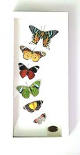 Beauty, Artist Framed Real Butterfly/Moth Specimen Display glass shadow box.  picture