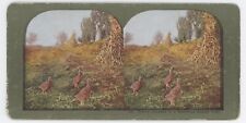 c1900's Colorized Stereoview Prairie Chickens in Minnesota Stubble Field picture