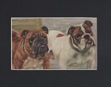 Vintage 1934 English Bulldog Print - CUSTOM MATTED - Dog Art Print - Ready Gift picture