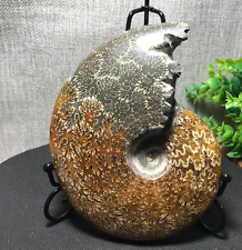 900g Rare Natural polishing conch ammonite fossil specimens of Madagascar 122 picture