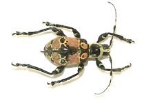 COLEOPTERA, CERAMBYCIDAE, DOLIOPS SKLODOWSKII from PHILIPPINES picture