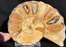 2525 RARE TEXAS SINGLE Ammonite 94gm Med 96mm Calycoceras Tarrant One HALF 3.2 picture