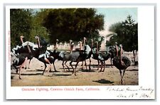 Ostriches Fighting Cawston Ostrich Farm Pasadena California UNP UDB Postcard M17 picture