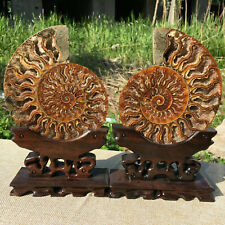A Pair Natural ammonite fossil conch Crystal specimen healing Reiki+stand picture