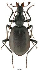 Coleoptera Cerambycidae Cychrus italicus Italy 22mm picture