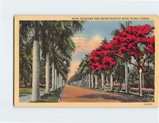 Postcard Royal Poinciana Tree Amidst Majestic Royal Palms Florida USA picture