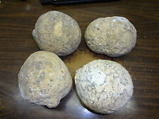 WHOLESALE LOT OF 4 -  4 INCH LAS CHOYAS HOLLOW CRYSTAL GEODES picture