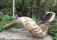 Natural Ram Horn Shofar with Curved Top and Ridges Ship From Israel   picture
