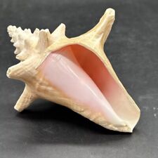 Pink Conch Sea Shell-Sanibel Island-7