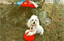 Jean, Adele Daves, Farida, Florida, poodles, pleasant weather Postcard picture