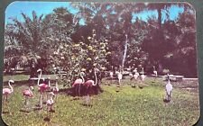 Florida FL Postcard Florida Famous Flamingos color chrome picture