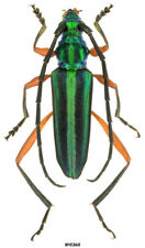Coleoptera Cerambycidae Mionochroma sp. Peru 16mm picture