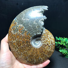 900g Rare Natural polishing conch ammonite fossil specimens of Madagascar 122 picture