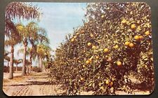 Florida FL Postcard Palm Bordered Orange Grove unposted picture