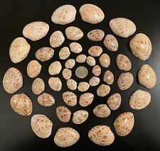 25 Half Calico Clam Seashells from Sanibel BULK CRAFT picture