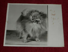 1949 Press Photo Pomeranian 