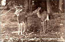 Vtg 1930s Rhinelander Wisconsin WI Deer in Northwoods RPPC Real Photo Postcard picture