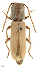 Coleoptera Cerambycidae Turcmenigena warentzowi Turkmenistan male 28mm RARE picture