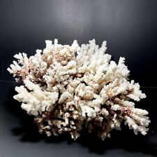 Brownstem Coral 16”x16”x15” (20 lbs) picture