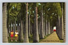Stately Royal Palms In Florida, Antique, Vintage Souvenir Postcard picture
