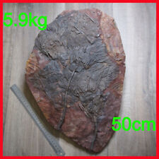 LARGE 50cm 5.9kg Scyphocrinites Lobolith Crinoid Silurian Devonian Fossil picture