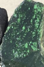 4.6 Oz Rare Green Petrified Wood Malachite Agatized End Cut Rough Fossil picture