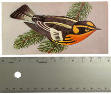 Vintage Bird Wall Art Blackburnian Warbler 1962 Gelles Widmer Information Card picture