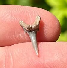 Arkansas Fossil Sharks Tooth Carcharias sp. Cretaceous Arkadelphia Formation picture