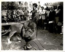 LAE2 Orig Garry A. Watson Photo AFRICAN LION @ LOS ANGELES CLUB SHOWGIRL DANCERS picture