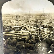 1905 Chicago Union Stock Yards Stereoview Real Photo Cattle Cows Livestock V2 picture