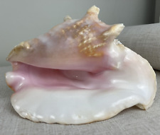 Large Pink Queen Conch Shell | Natural Seashell | Beach Nautical Ocean Decor picture