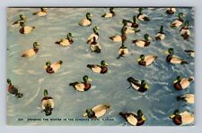 FL-Florida, Spending The Winter In The Sunshine State Ducks, Vintage Postcard picture