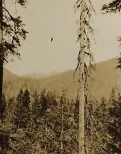 Antique Mt. Baker WA 1924 Vintage Artistic Nature Photo Trees Snow Peaks Caption picture