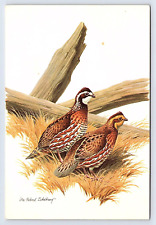 Vintage Postcard Don R Eckelberry- Birds Antique picture