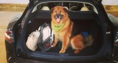 Chelsea Handler Tesla