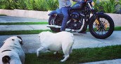 Drama Harley