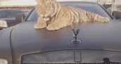 Tyga Rolls Royce